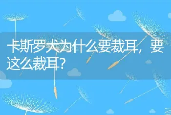 卡斯罗犬为什么要裁耳，要这么裁耳？