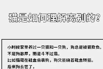 在猫咪的眼里，它们是如何理解离别的？