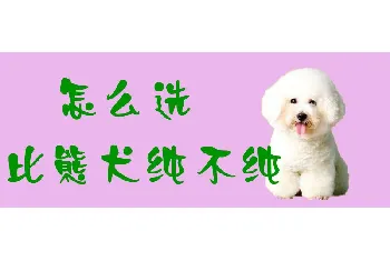 怎么选比熊犬纯不纯