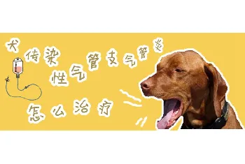 犬传染性气管支气管炎怎么预防治疗