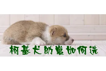 柯基犬幼崽如何选