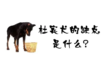 杜宾犬的缺点是什么