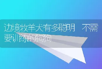 边境牧羊犬有多聪明 不需要训练的狗狗