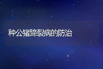 种公猪蹄裂病的防治