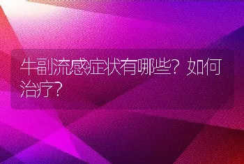 牛副流感症状有哪些？如何治疗？