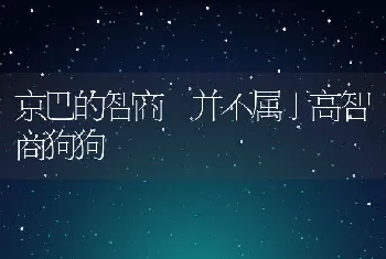 京巴的智商 并不属于高智商狗狗