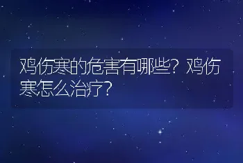 鸡伤寒的危害有哪些？鸡伤寒怎么治疗？