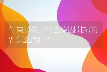 牛胃肠炎是什么原因引起的？怎么治疗？