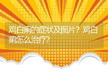 鸡白痢的症状及图片？鸡白痢怎么治疗？