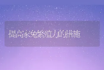 提高家兔繁殖力的措施