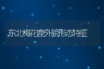 东北梅花鹿外貌形态特征