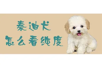 泰迪犬怎么看纯度