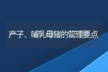 产子、哺乳母猪的管理要点