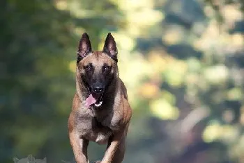 马里努阿犬感冒怎么办 马里努阿犬感冒护理方法