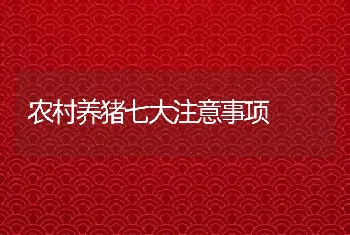 农村养猪七大注意事项