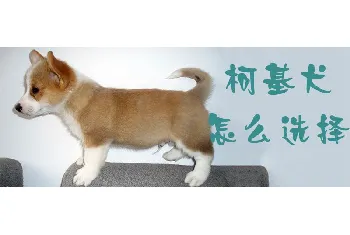 柯基犬怎么选择