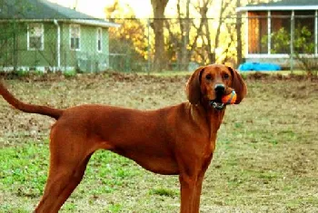 红骨猎浣熊犬得了风湿病怎么办 风湿病治疗方法