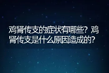 鸡肾传支的症状有哪些？鸡肾传支是什么原因造成的？