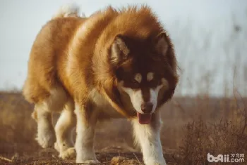 阿拉斯加幼犬怎么养，阿拉斯加幼犬饲养方式