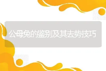 公母兔的鉴别及其去势技巧