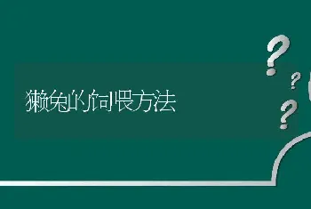 獭兔的饲喂方法