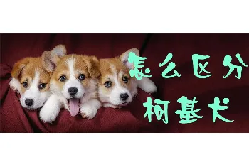 怎么区分柯基犬