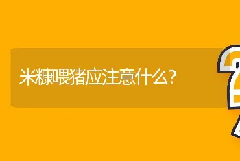 米糠喂猪应注意什么？