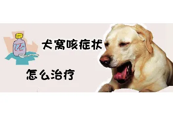 犬窝咳症状怎么治疗