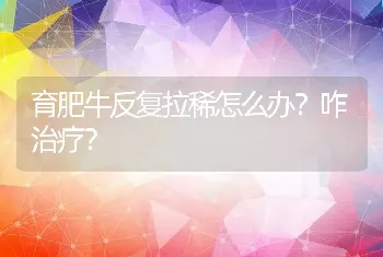 育肥牛反复拉稀怎么办？咋治疗？