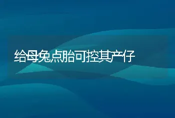 给母兔点胎可控其产仔