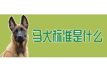 马犬标准是什么