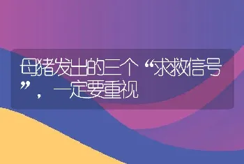 母猪发出的三个“求救信号”，一定要重视