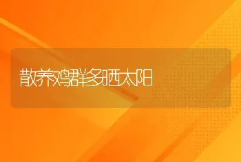 散养鸡群多晒太阳