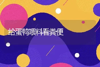 给蛋鸭喂料看粪便