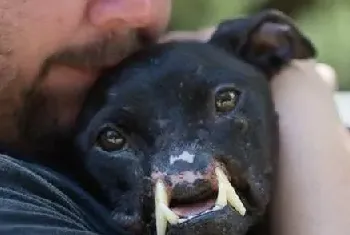 比特犬没有了鼻子连呼吸都十分困难