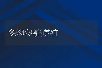 冬珍珠鸡的养殖