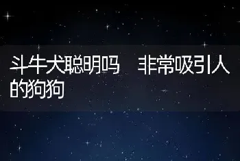 斗牛犬聪明吗 非常吸引人的狗狗