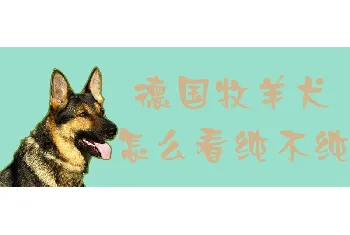 德国牧羊犬怎么看纯不纯