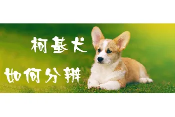 柯基犬如何分辨