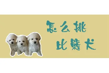 怎么挑比熊犬