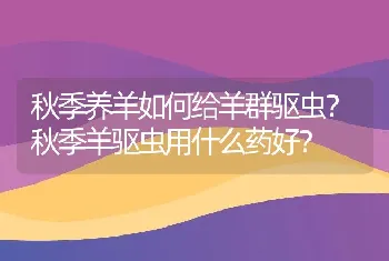 秋季养羊如何给羊群驱虫？秋季羊驱虫用什么药好？