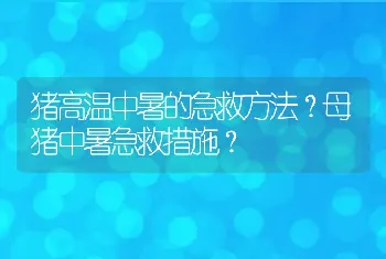 猪高温中暑的急救方法？母猪中暑急救措施？