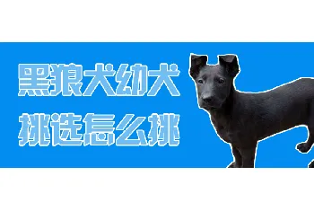 黑狼犬幼犬挑选怎么挑