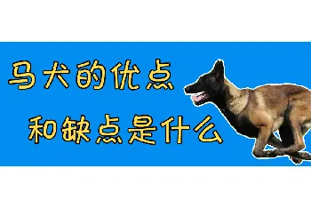 马犬的优点和缺点是什么