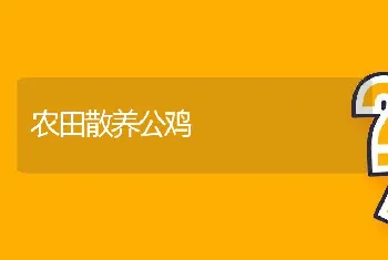 农田散养公鸡