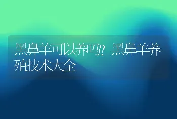 黑鼻羊可以养吗？黑鼻羊养殖技术大全