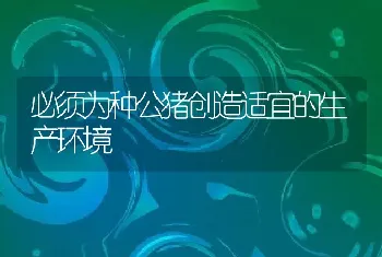 必须为种公猪创造适宜的生产环境