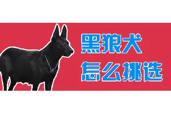 黑狼犬怎么挑选