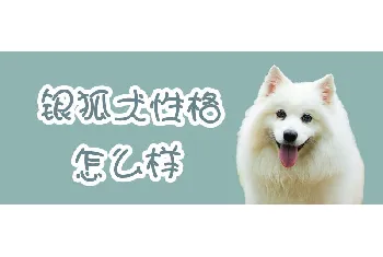 银狐犬性格怎么样