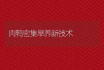 肉鸭密集旱养新技术